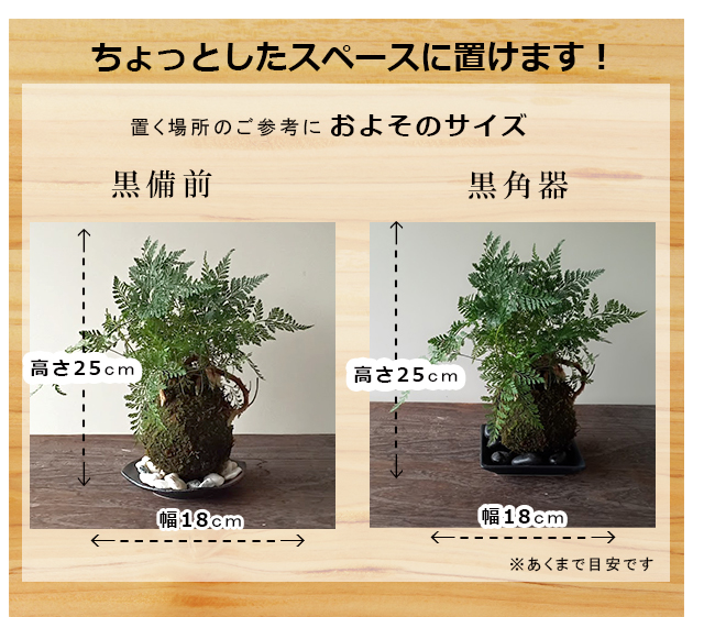 西洋シノブの苔玉