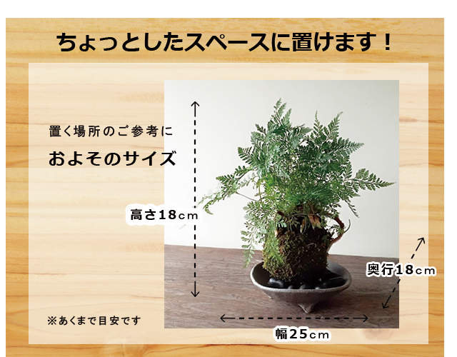 西洋シノブの苔玉