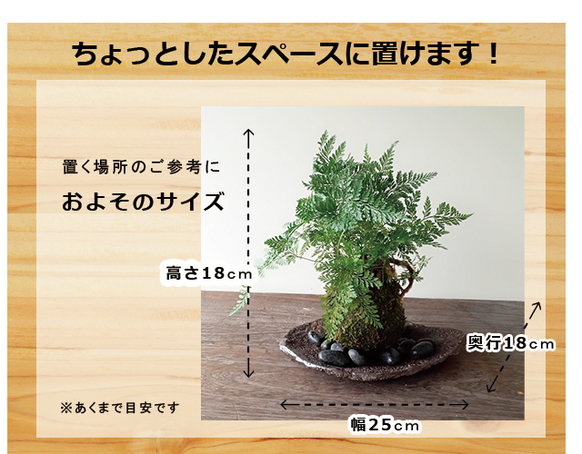 西洋シノブの苔玉