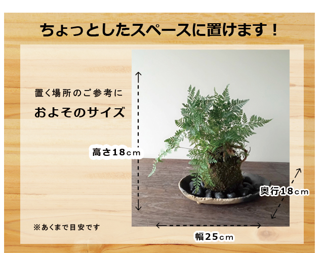 西洋シノブの苔玉