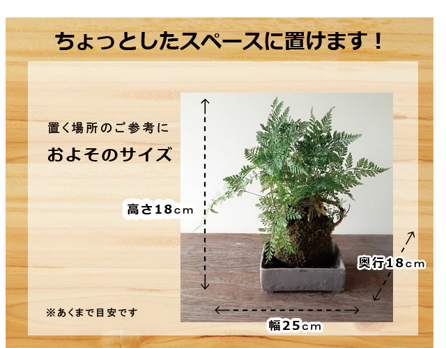 西洋シノブの苔玉