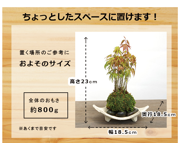 ヤマモミジ