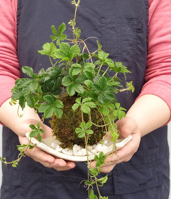 シュガーバインの苔玉