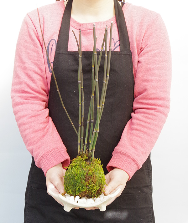 トクサの苔玉