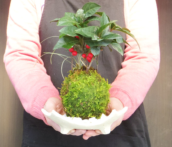 ヤブコウジの苔玉