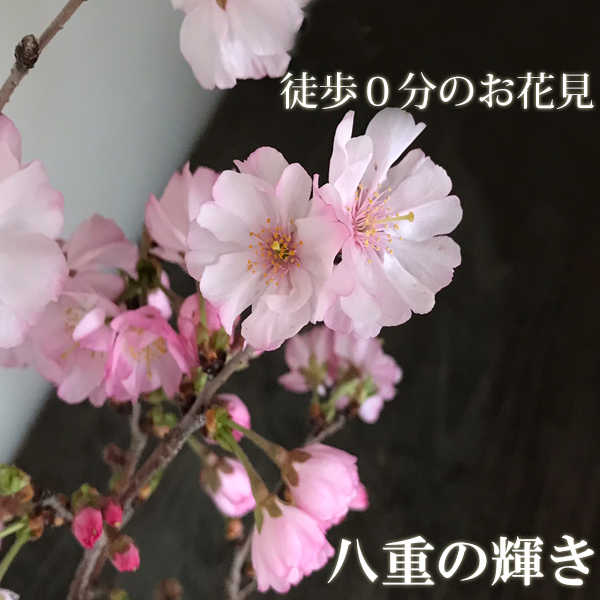 送料無料 桜 そう聞くだけで心和む景色を貴方のもとへ 桜 八重の輝き の盆栽 万古黒丸深鉢