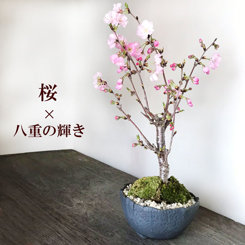 送料無料でお届けいたします 北海道 九州 沖縄６６０円 桜 そう聞くだけで心和む景色を貴方のもとへ 桜 八重の輝き の盆栽 万古黒丸深鉢