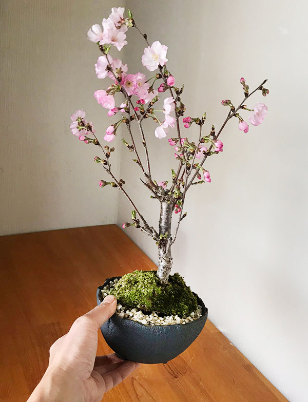 折鶴盆栽 桜(三春桜、福島県) 5 - 日用品/インテリア