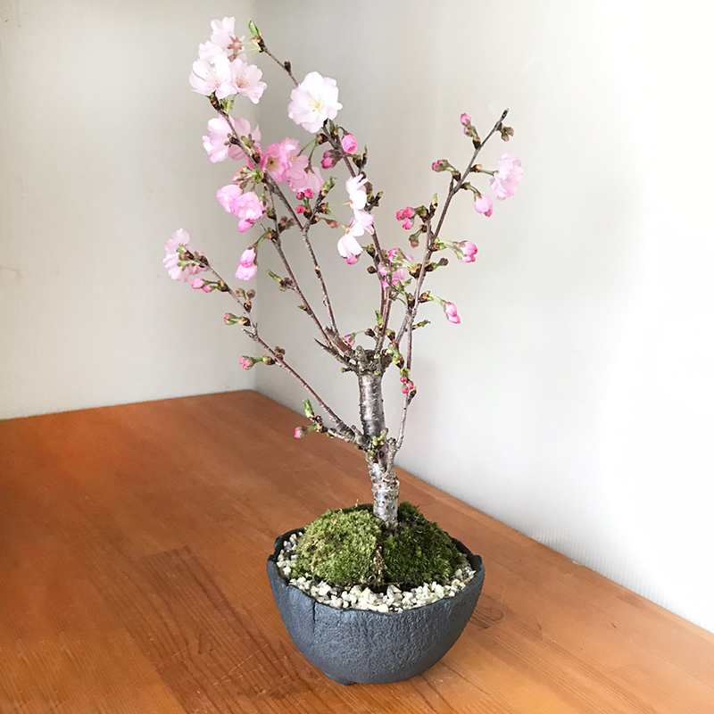 送料無料 桜 そう聞くだけで心和む景色を貴方のもとへ 桜 八重の輝き の盆栽 万古黒丸深鉢