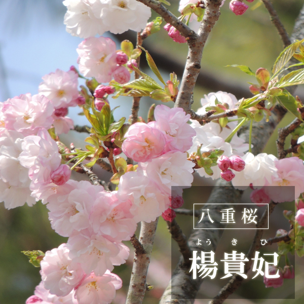 送料無料 桜 そう聞くだけで心和む景色を貴方のもとへ 八重の花 楊貴妃桜の盆栽 信楽茶鉢